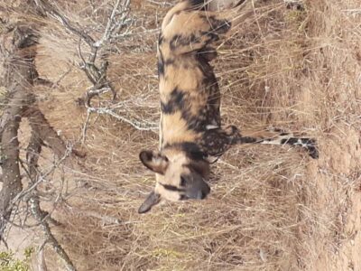 From Malelane: Kruger National Park Full-Day Safari