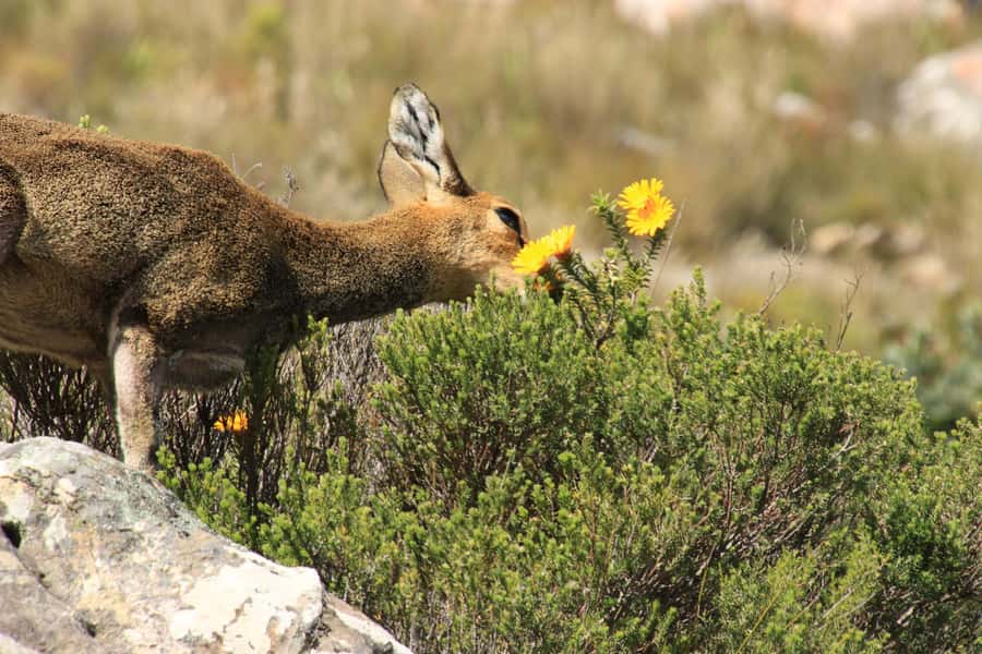 From Oudtshoorn: Full-Day Private Swartberg Mountain Tour - Why this Swartberg day trip is worth your time