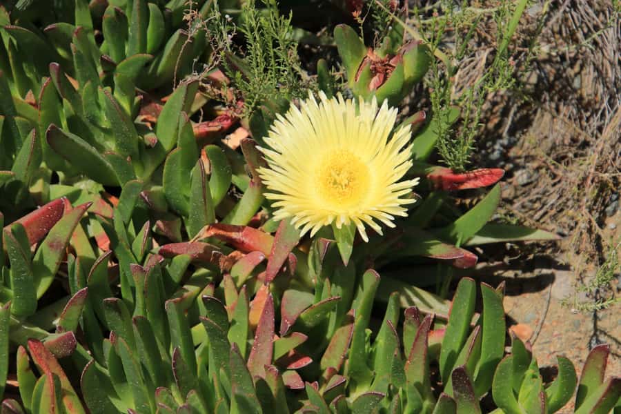 From Oudtshoorn: Full-Day Private Swartberg Mountain Tour - Fynbos, proteas, and the small details on the trail
