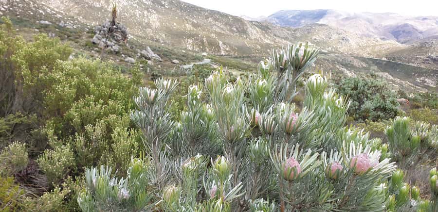 From Oudtshoorn: Full-Day Private Swartberg Mountain Tour - Folded sandstone that tells a 300-million-year story