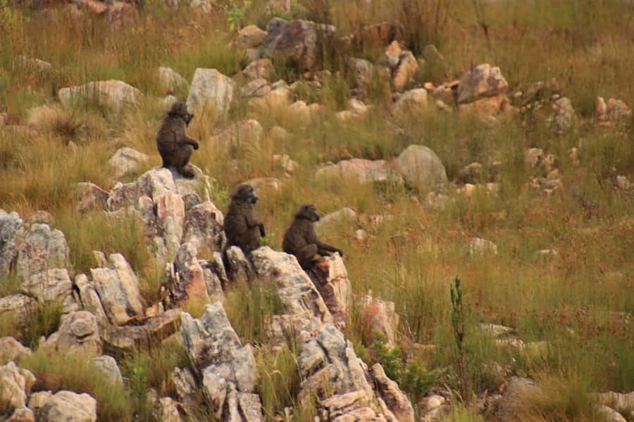 From Oudtshoorn: Full-Day Private Swartberg Mountain Tour - Through the Great Karoo to Meiringspoort Waterfall