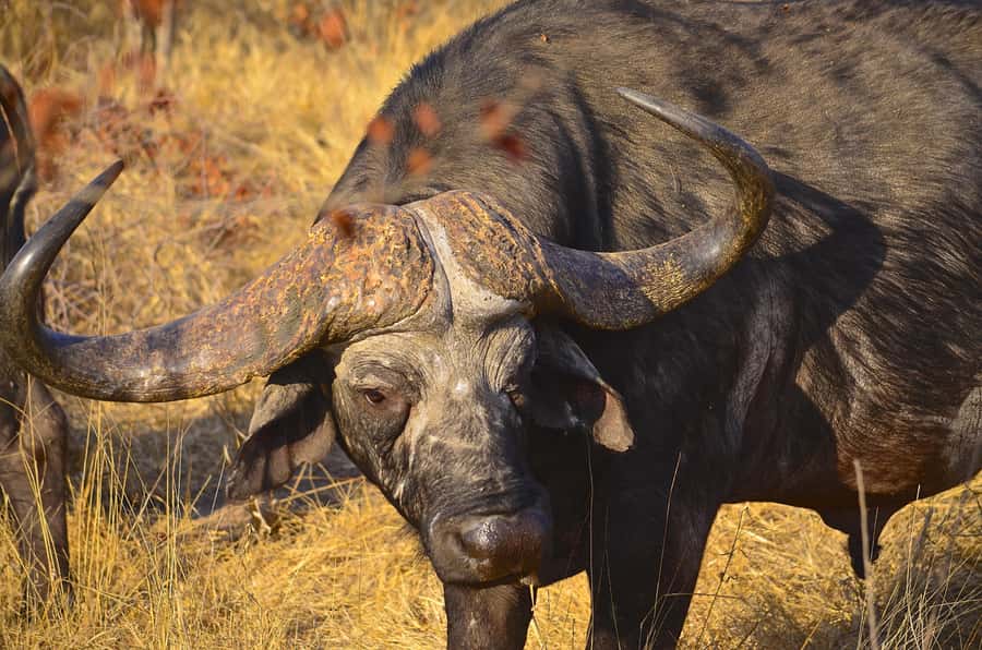 From Richards Bay: Hluhluwe Imfolozi Game Reserve Day Trip - Key points before you book
