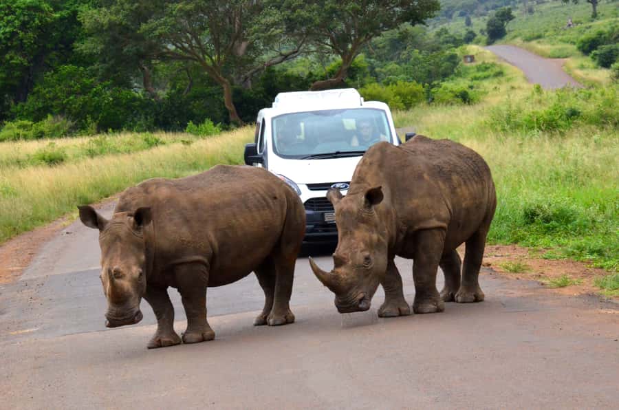 From Richards Bay: Hluhluwe Imfolozi Game Reserve Day Trip - Starting from Richards Bay Harbor
