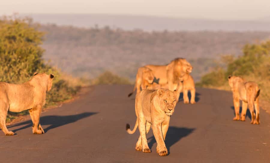 From St Lucia: 3 Day 2 Night Hluhluwe,St Lucia, iSimangaliso - Key points to know before booking