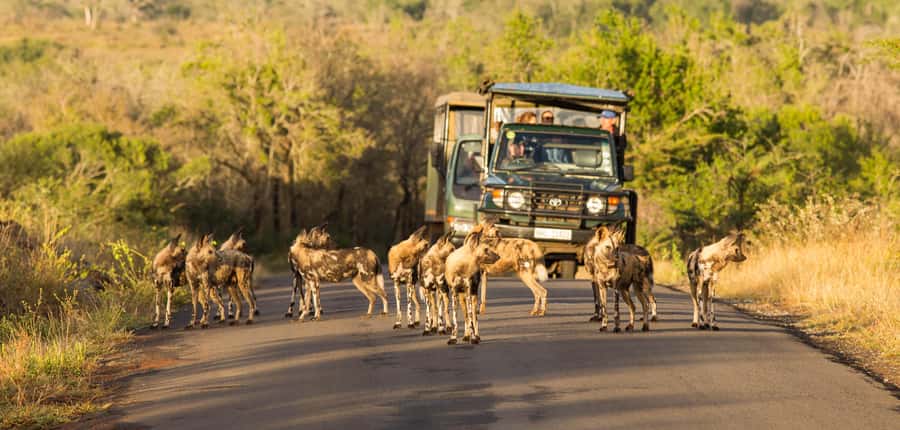From St Lucia: 3 Day 2 Night Hluhluwe,St Lucia, iSimangaliso - Who should book this St Lucia safari?