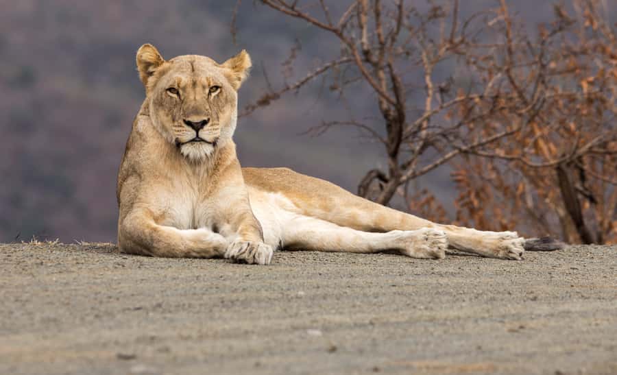 From St Lucia: Big 5 Safari in the Hluhluwe-Imfolozi Park - Eight hours of searching inside Hluhluwe iMfolozi