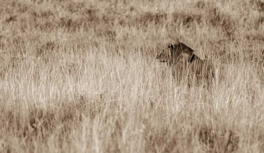 From St Lucia: Big 5 Safari in the Hluhluwe-Imfolozi Park - Breakfast, refreshments, and a South African braai
