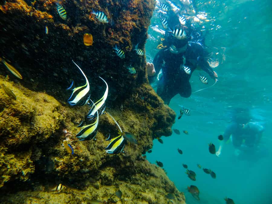 From St Lucia: Cape Vidal Full-Day Snorkeling Safari - Starting before the heat in St Lucia