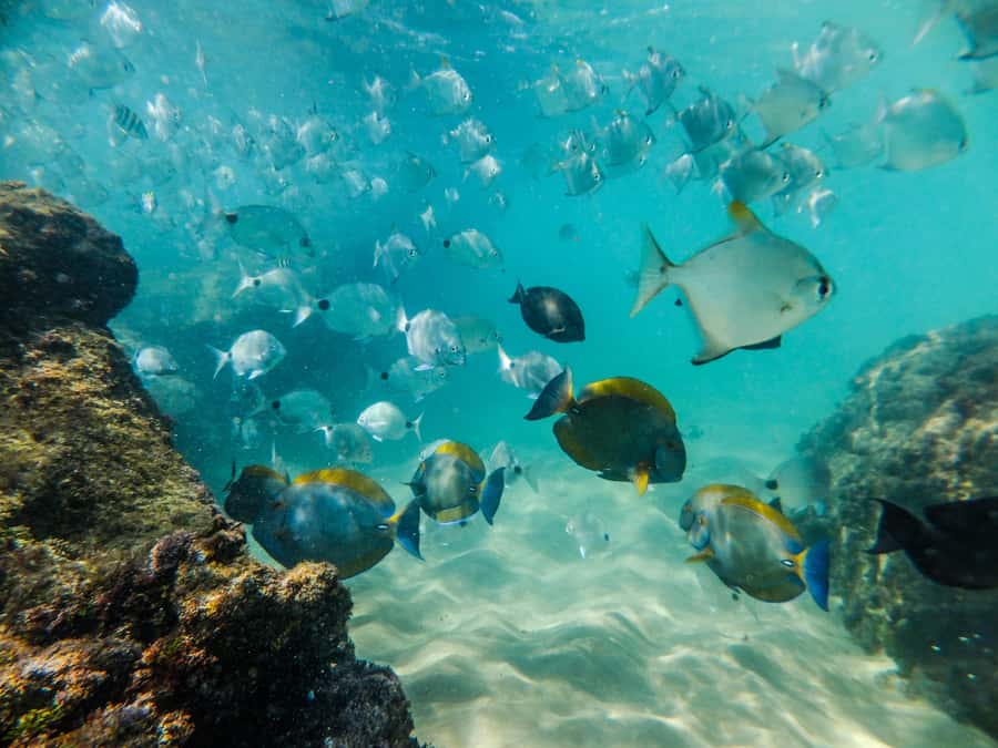 From St Lucia: Cape Vidal Full-Day Snorkeling Safari - Who will enjoy this Cape Vidal day most