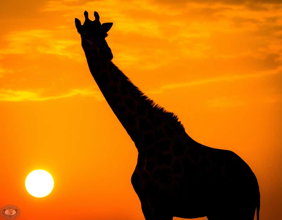 From St Lucia: iSimangaliso Sunset Safari - The changing scenery of iSimangaliso