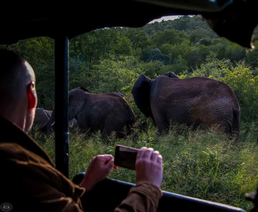 From St Lucia: iSimangaliso Wetland Park Night Drive Safari - Leaving St Lucia at 7:00 or 8:00 PM