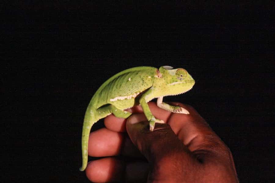 From St Lucia: iSimangaliso Wetland Park Night Drive Safari - Searching for bush babies, aardvarks, and leopards