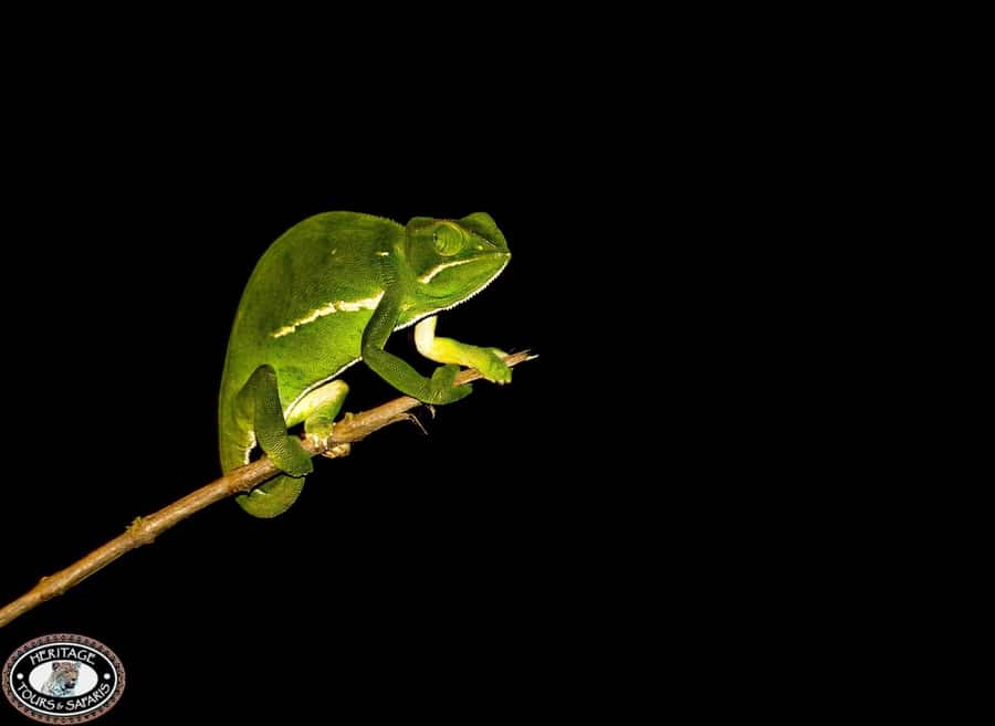 From St Lucia: iSimangaliso Wetland Park Night Drive Safari - Hippos and crocodiles can steal the evening