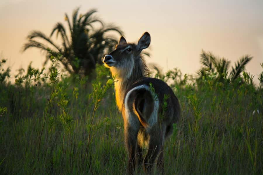 From St Lucia: iSimangaliso Wetland Park Night Drive Safari - Who should book this night safari?