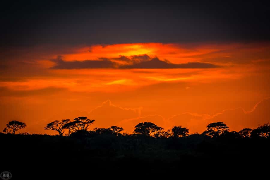 From St Lucia: iSimangaliso Wetland Park Night Drive Safari - My booking advice
