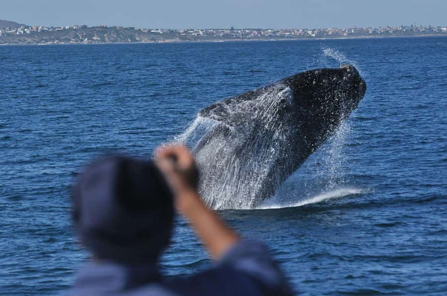 From Stellenbosch: Hermanus Whale Route Tour - Why this Stellenbosch to Hermanus route works