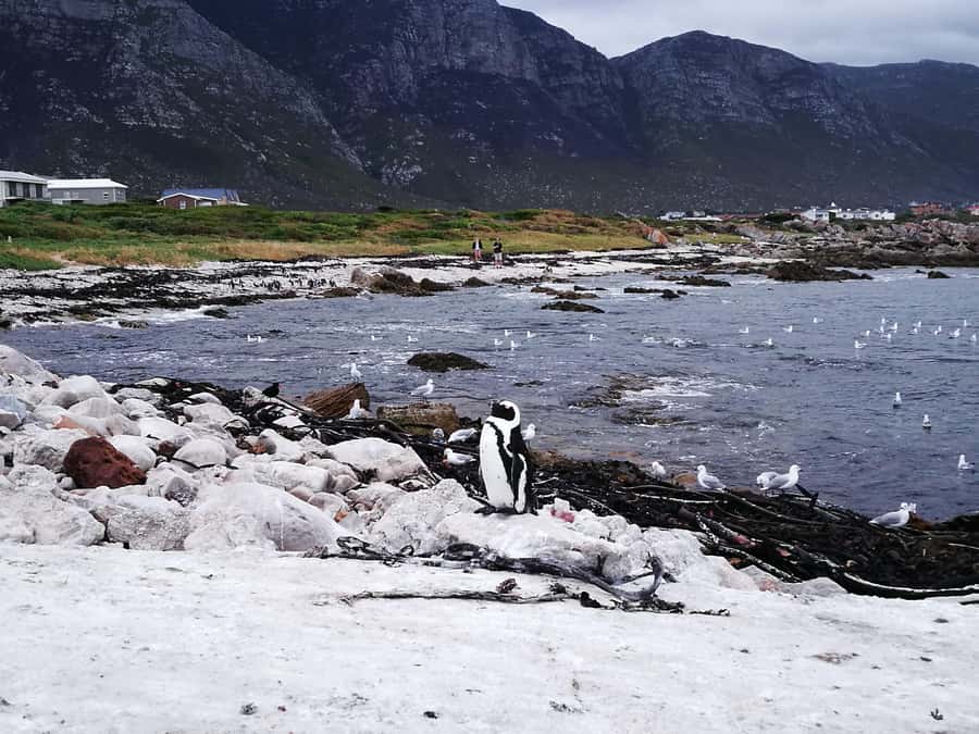 From Stellenbosch: Hermanus Whale Route Tour - Lunch by the sea and wine in Hemel and Aarde