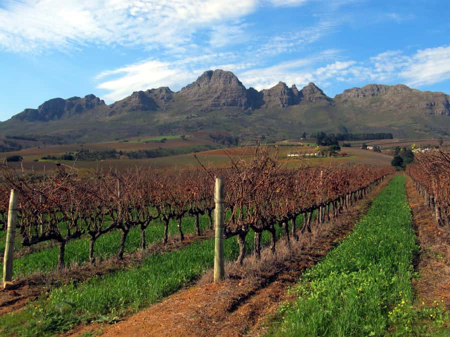 From Stellenbosch: Hop-On Hop-Off Wine Tour Southern Route - Planning four stops instead of chasing them all