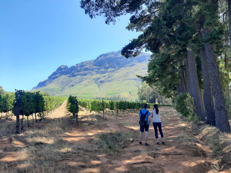 From Stellenbosch: Stellenbosch Guided Vineyard Walk - Key details before you book