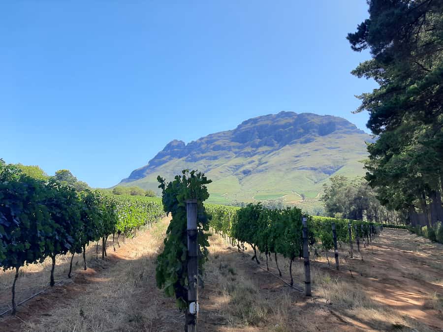 From Stellenbosch: Stellenbosch Guided Vineyard Walk - Starting at Zorgvliet Lodge and Wine Estate