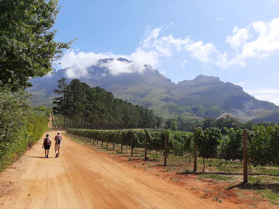 From Stellenbosch: Stellenbosch Guided Vineyard Walk - Reading the difference between Cabernet Sauvignon and Pinot Noir