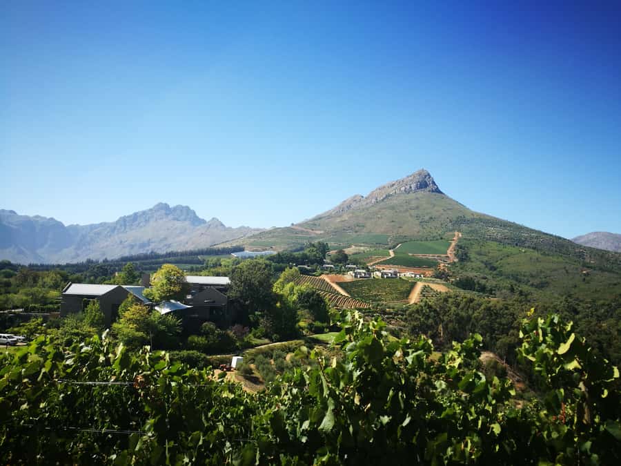 From Stellenbosch: Stellenbosch Guided Vineyard Walk - Walking onward through proteas and olive trees