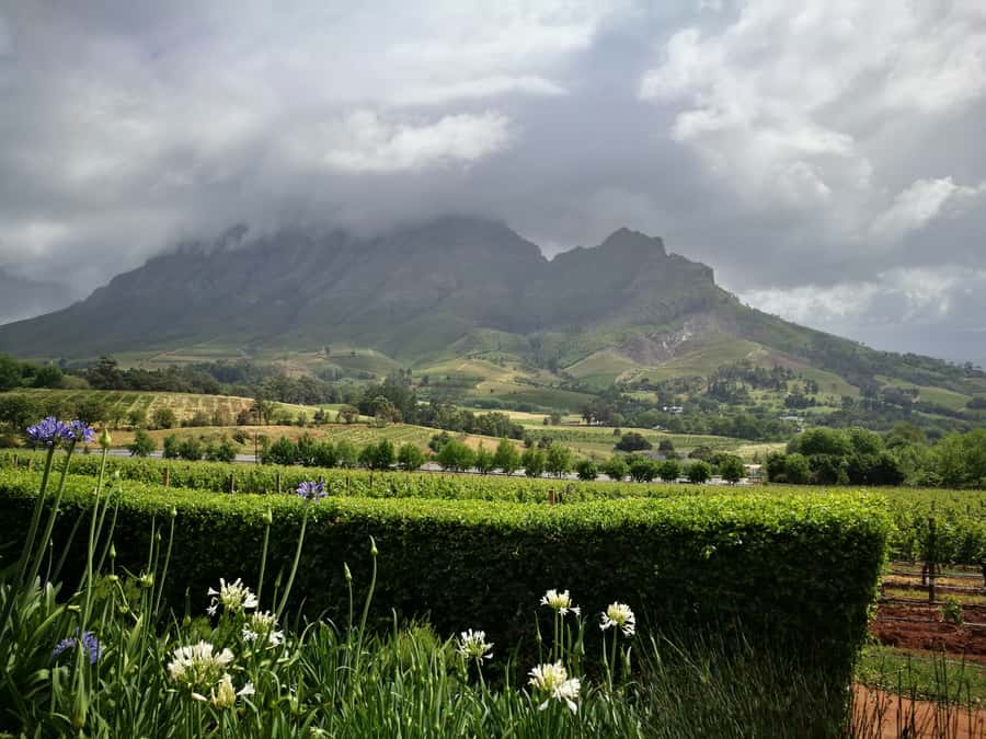 From Stellenbosch: Stellenbosch Guided Vineyard Walk - The second winery and cellar tour