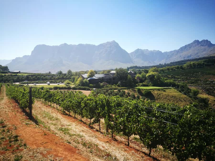 From Stellenbosch: Stellenbosch Guided Vineyard Walk - What the $96 price really covers