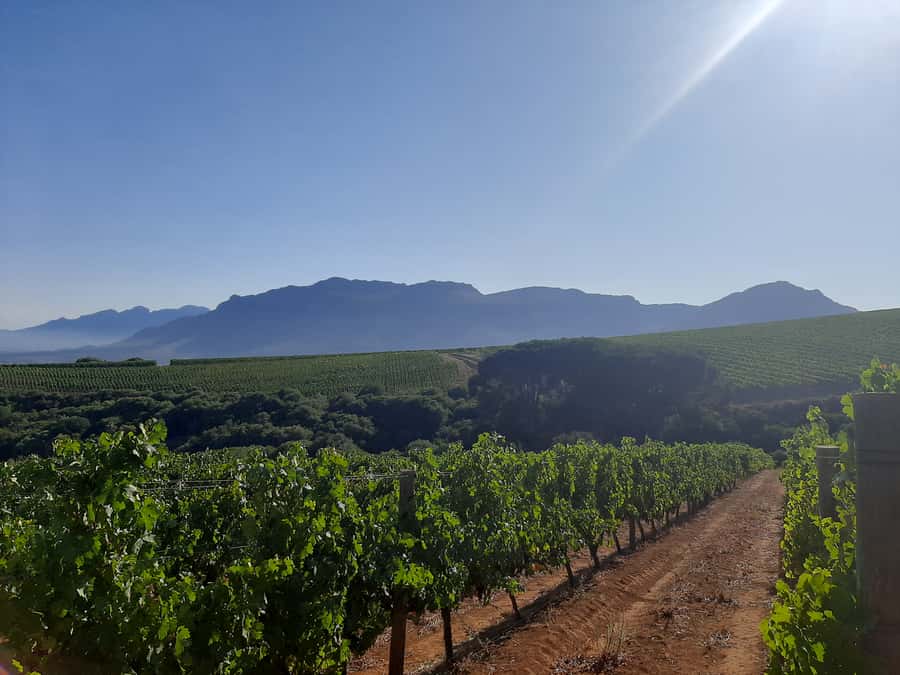From Stellenbosch: Stellenbosch Guided Vineyard Walk - Who will enjoy this Stellenbosch walk most