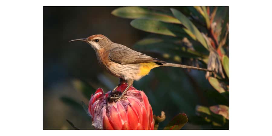 From Underberg: Sani Pass Birding Tour with Birding Guide - Key points at a glance