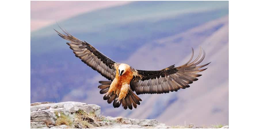 From Underberg: Sani Pass Birding Tour with Birding Guide - Why Sani Pass matters to birders