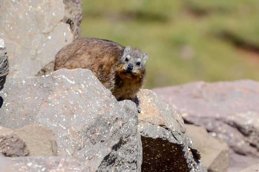 From Underberg: Sani Pass Private Day Tour - Climbing from 1,544 to 2,876 meters