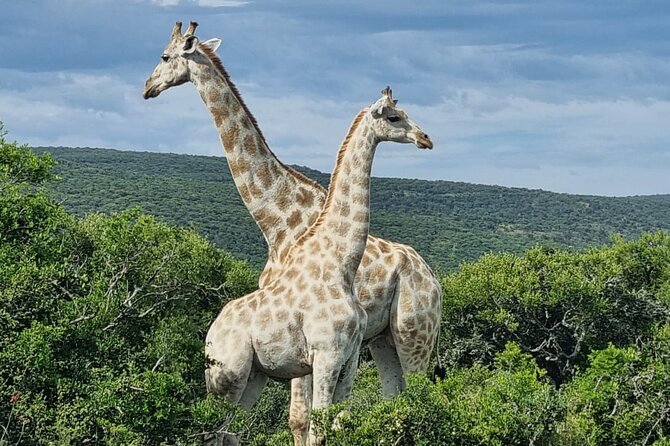 Full-Day Addo Elephant Park & Giraffe Walk - Why this Addo combination works