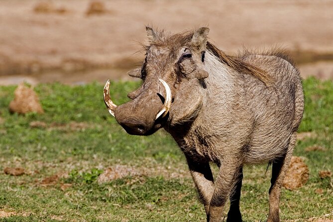 Full-Day Addo Elephant Park & Giraffe Walk - The morning drive from Port Elizabeth