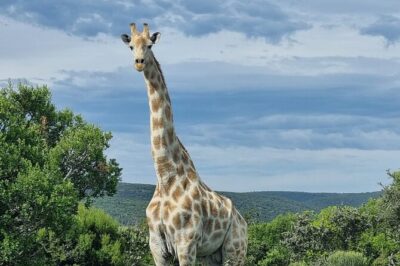 Full-Day Addo Elephant Park & Giraffe Walk