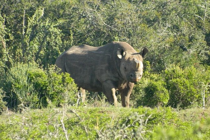 Full-Day Addo Elephant Park & Giraffe Walk - Price, group size, and what you receive