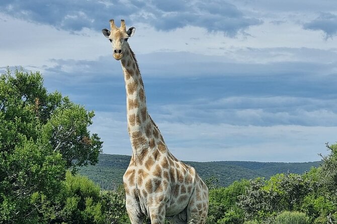 Full-Day Addo Elephant Park & Giraffe Walk - Six hours among Addo’s elephants