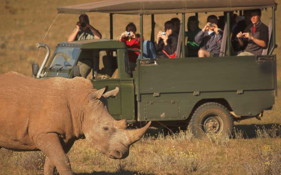 Full-Day Addo Park & Schotia Game Reserve (Open 4x4 vehicle) - Why pairing Addo and Schotia works