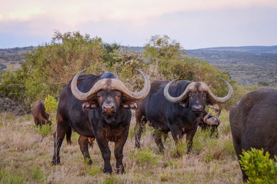 Full-Day Addo Park & Schotia Game Reserve (Open 4x4 vehicle) - A 1.5-hour lunch break in the park