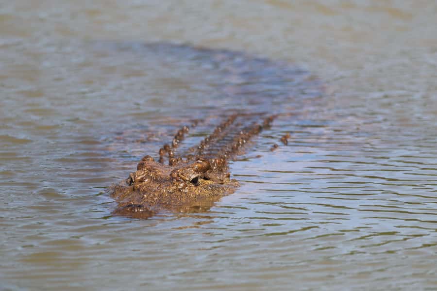 Full-Day Addo Park & Schotia Game Reserve (Open 4x4 vehicle) - Three hours at Schotia Safaris Private Game Reserve
