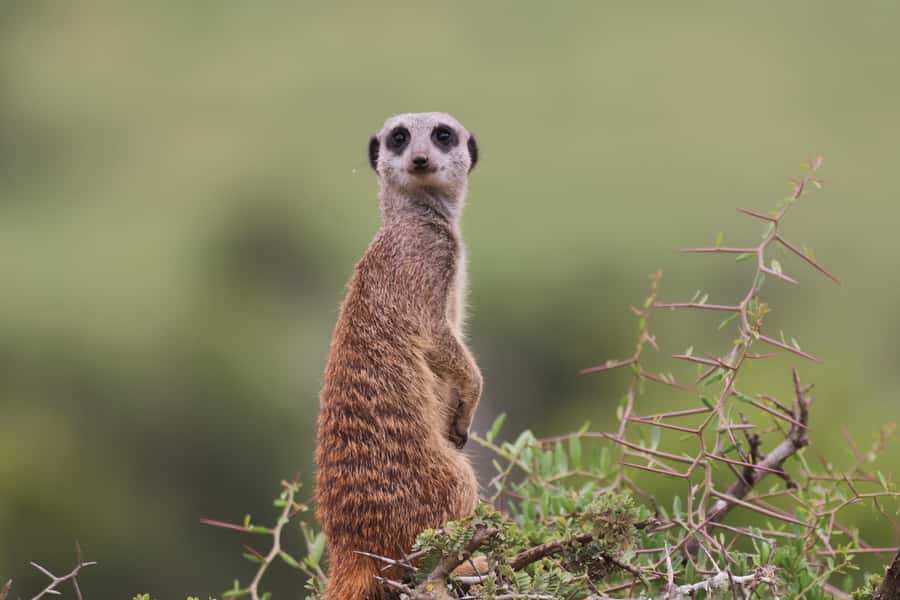 Full-Day Addo Park & Schotia Game Reserve (Open 4x4 vehicle) - What the guide adds to the day
