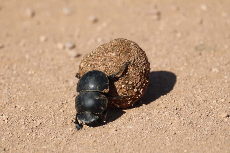 Full-Day Addo Park & Schotia Game Reserve (Open 4x4 vehicle) - Practical advice for a better day