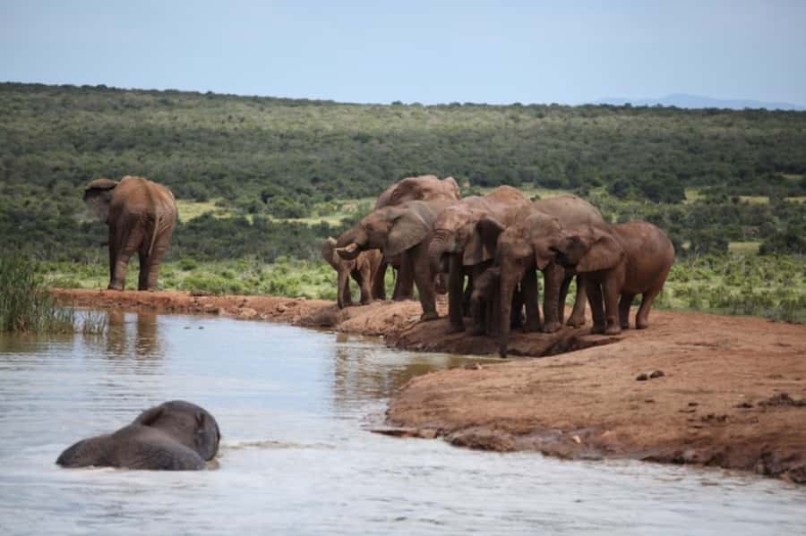 Full-Day All Inclusive Safari with Traditional Braai Lunch - Key points before you book