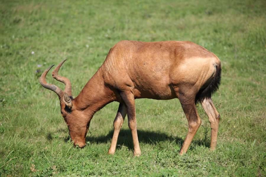 Full-Day All Inclusive Safari with Traditional Braai Lunch - Who should choose this Addo safari?