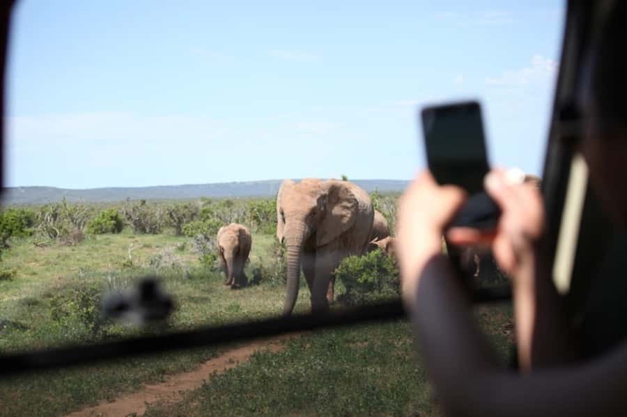 Full-Day All Inclusive Safari with Traditional Braai Lunch - Why Addo works so well for a full-day safari