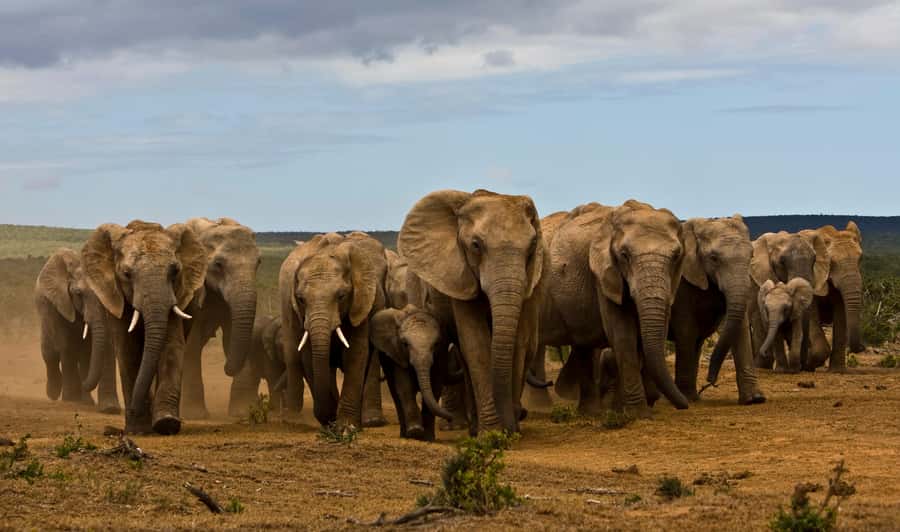 Full-Day All Inclusive Safari with Traditional Braai Lunch - The morning game drive: antelope, zebra, and an early chance at lions