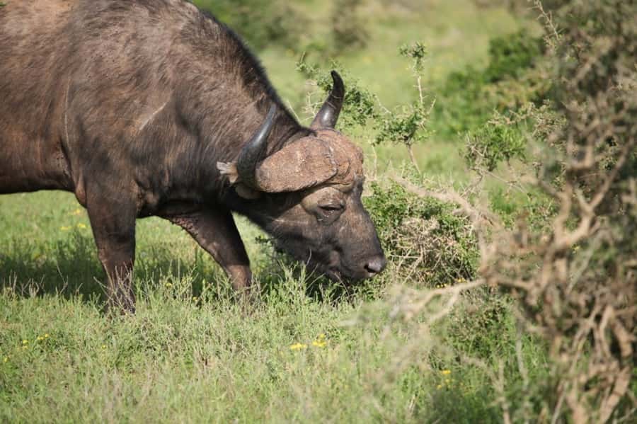 Full-Day All Inclusive Safari with Traditional Braai Lunch - A 10:30 coffee stop and the search for waterhole wildlife