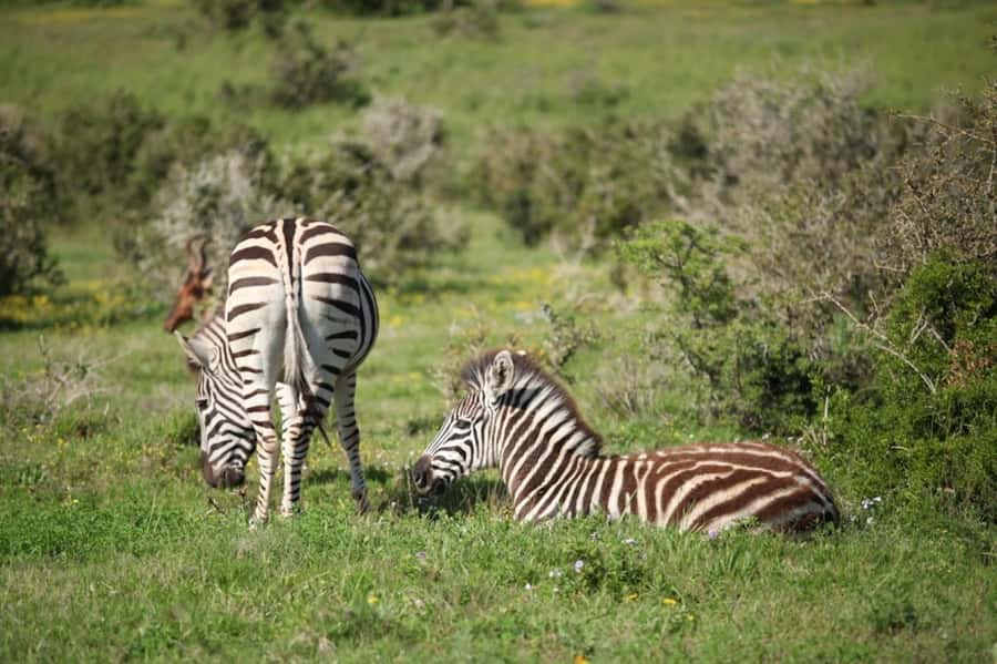Full-Day All Inclusive Safari with Traditional Braai Lunch - The afternoon drive: more time when sightings can change