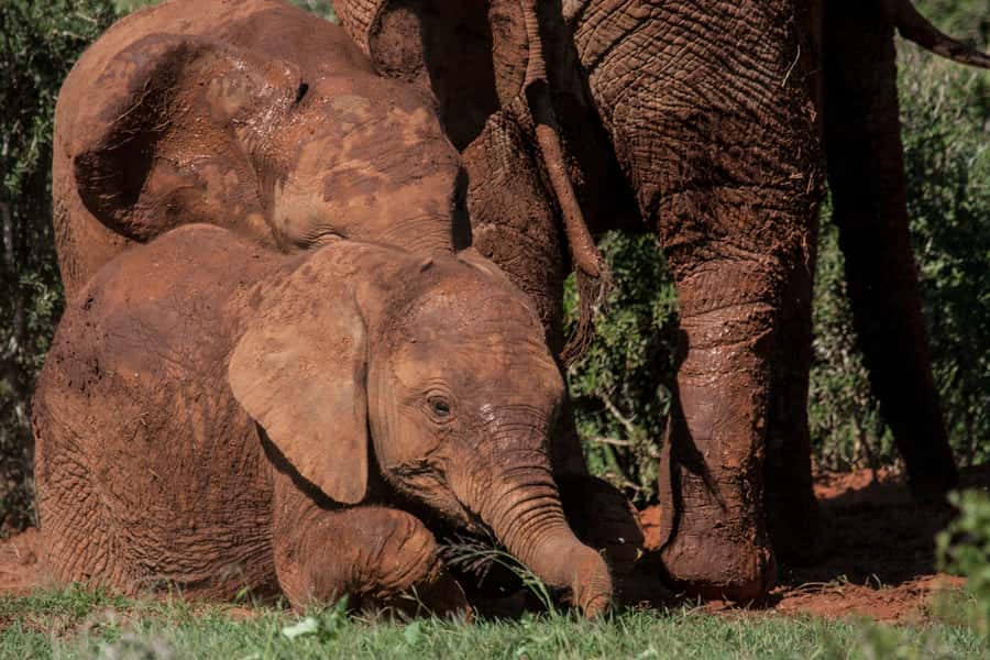 Full-Day All Inclusive Safari with Traditional Braai Lunch - Is $186 a good value?