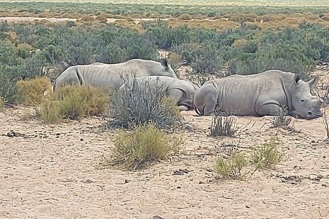 Full day Aquila Game Reserve Big 5 Safari with Wine Tasting Tour - Key points to know before booking